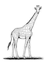 coloriage grande girafe